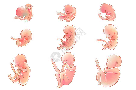 B超检测人类胚胎发育医疗插画插画