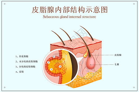 美容系统皮脂腺内部结构示意图插画