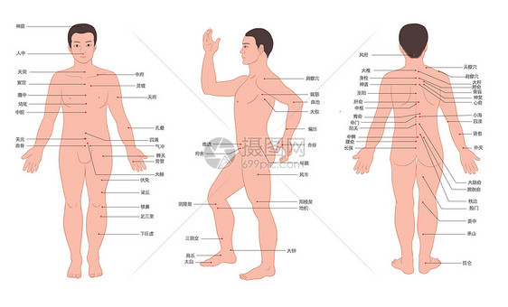 男人人体经络穴位走向图图片