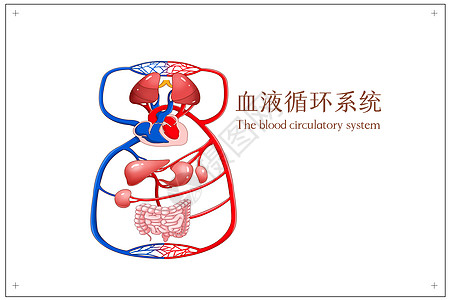 血液循环图片 血液循环素材 血液循环高清图片 摄图网图片下载 血液循环图片 血液循环素材 血液循环高清图片 摄图网图片下载