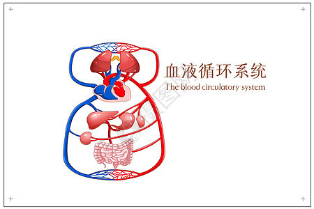 血液循环系统医疗插画图片