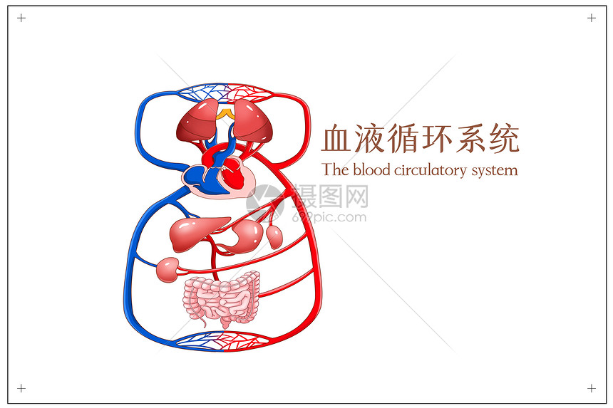 血液循环系统医疗插画        ID：401802417