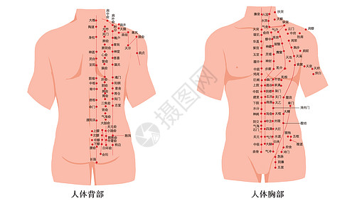 经络减肥人体腹部及背部经络穴位图插画