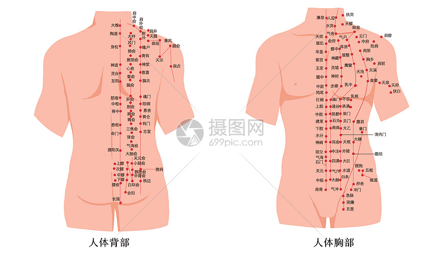 人体腹部及背部经络穴位图图片