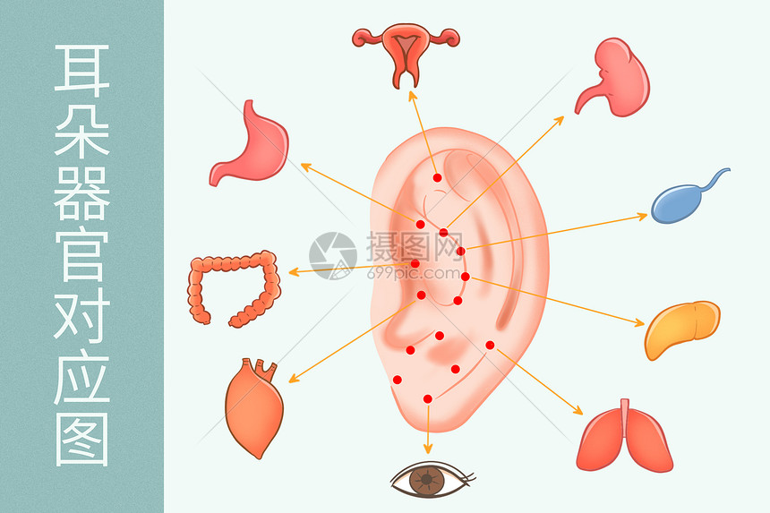 中医穴位耳朵器官对应图医疗插画图片
