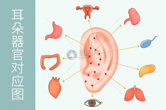 中医穴位耳朵器官对应图医疗插画图片