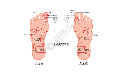 经络养生足底美容穴位图插画