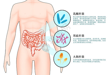 肠道益生菌科普插画背景图片