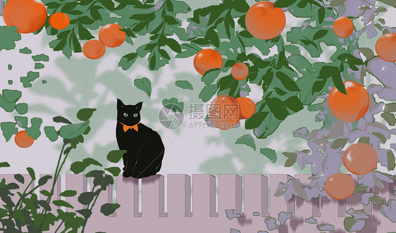 霜降柿子与猫图片