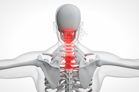 C4D人体颈椎骨骼背景图片