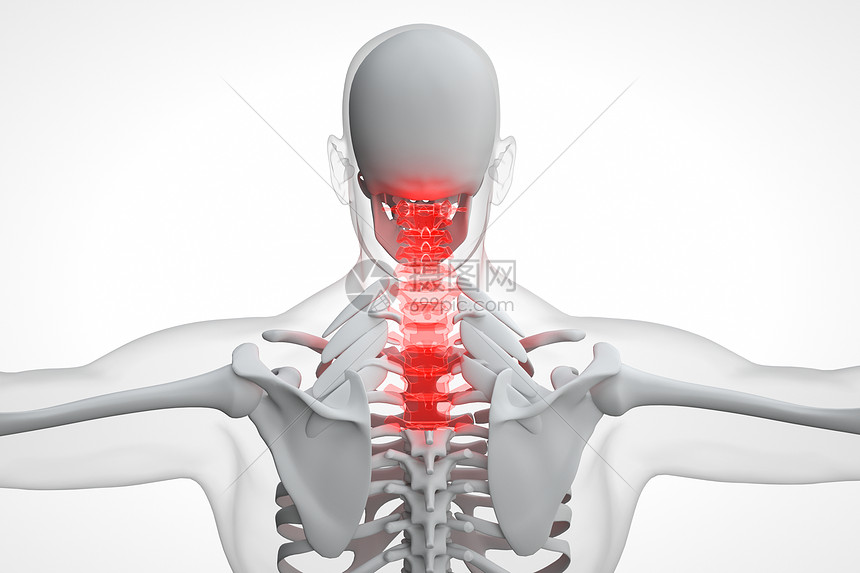 C4D人体颈椎骨骼图片