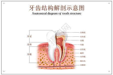 脏水管牙齿结构解剖图插画