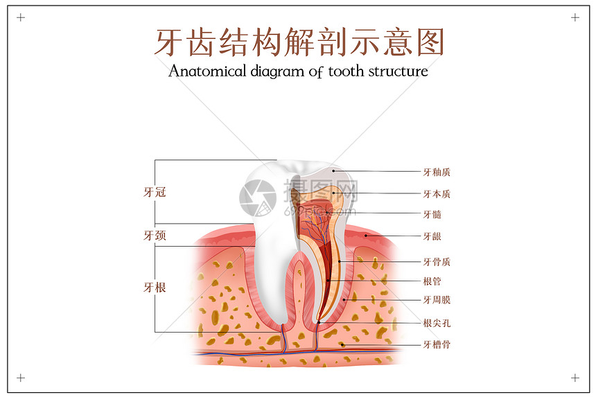 牙齿结构解剖图图片