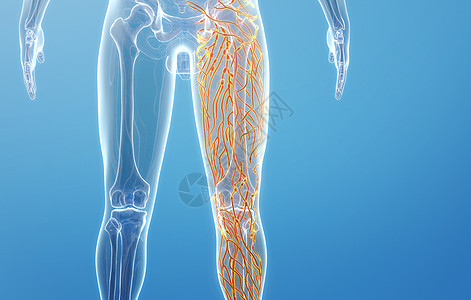 人体腿部淋巴系统图片