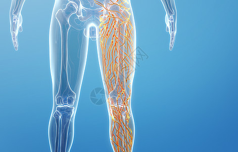 人体腿部淋巴系统图片