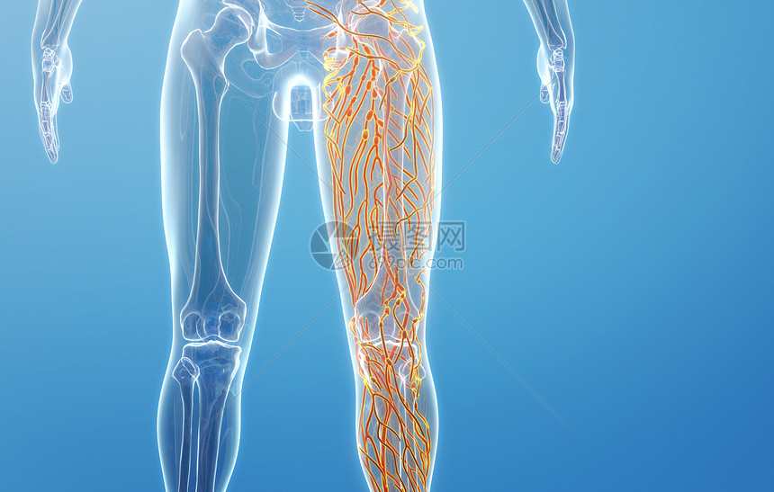 人体腿部淋巴系统图片