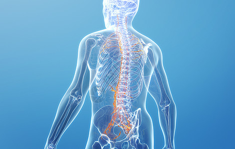 人体颈部人体脊柱神经设计图片
