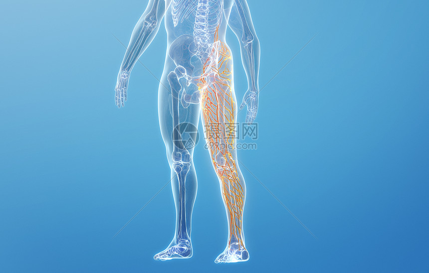 人体大腿淋巴系统