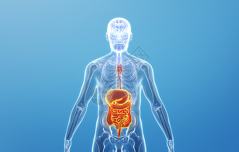 人体消化系统结构高清图片
