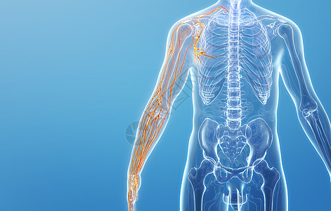 人体手臂淋巴系统背景图片