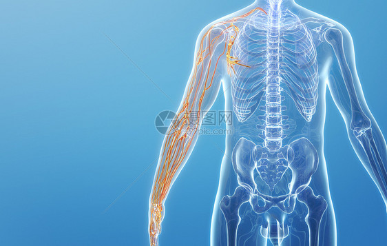 人体手臂淋巴系统图片