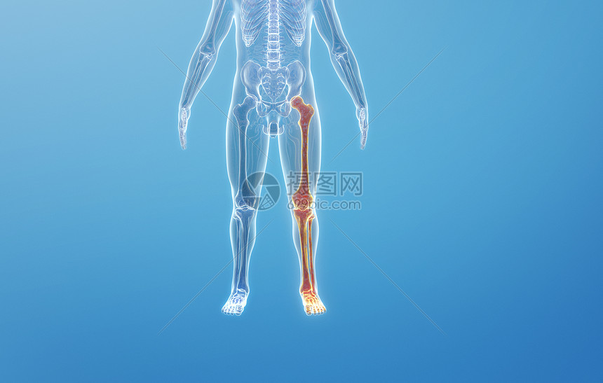 人体下肢骨骼结构图片