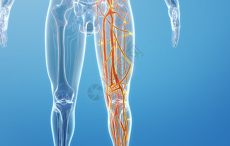 人体大腿血管背景图片