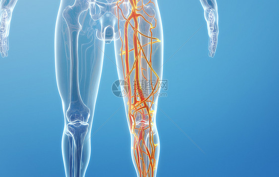 人体大腿血管图片