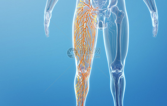 大腿淋巴系统图片