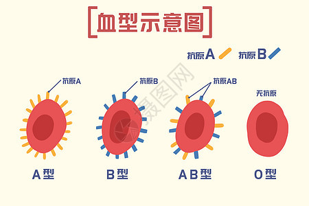 血型介绍图片