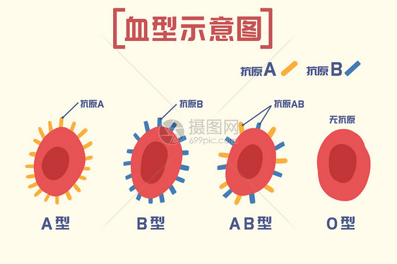 血型介绍图片