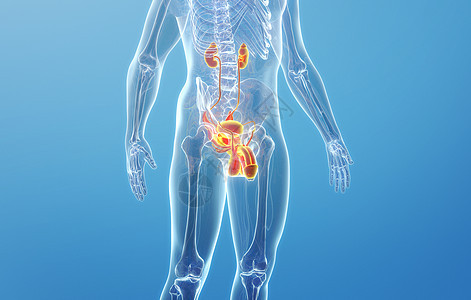 人体生殖器官结构（男性）背景图片
