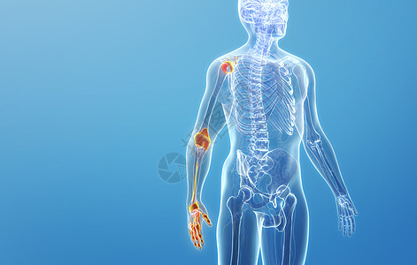 人体右上肢各关节结构图片