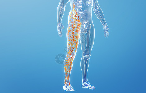 腿部血管人体大腿淋巴系统设计图片