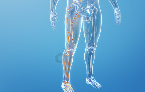 下肢模型人体下肢静脉结构设计图片