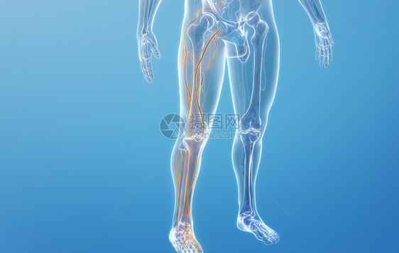 人体下肢静脉结构图片