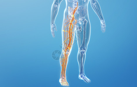腿部血管人体下肢血管结构设计图片
