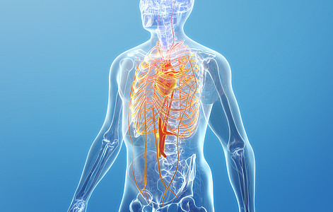 人体循环系统结构背景图片