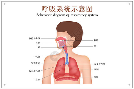 人体呼吸系统示意图图片