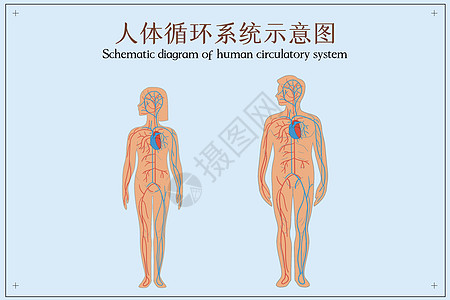 个人理想人体循环系统示意图插画