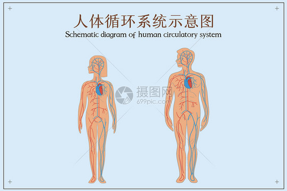 人体循环系统示意图图片