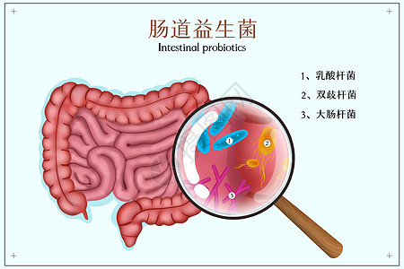 肠道里的益生菌插画图片
