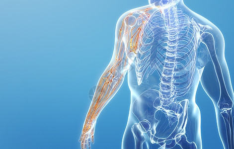 淋巴系统人体右上肢神经结构设计图片
