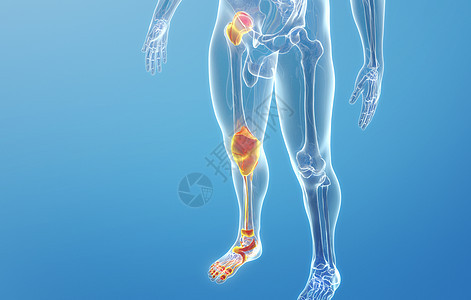 人体下肢骨关节背景图片