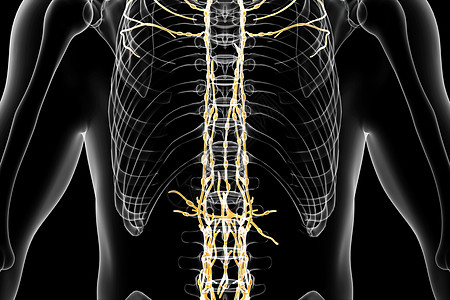 人体脊柱淋巴系统图片