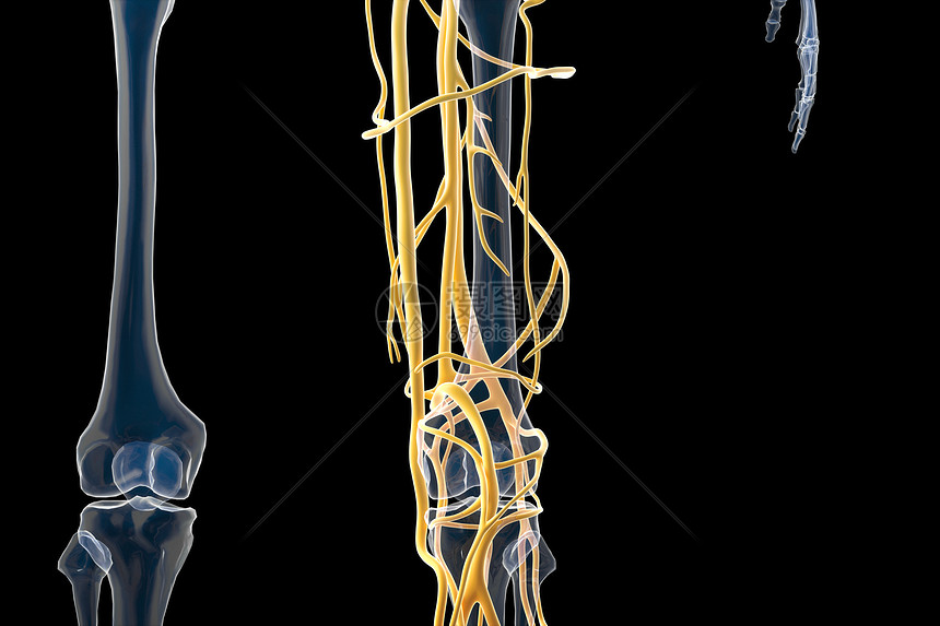 人体血管结构图片