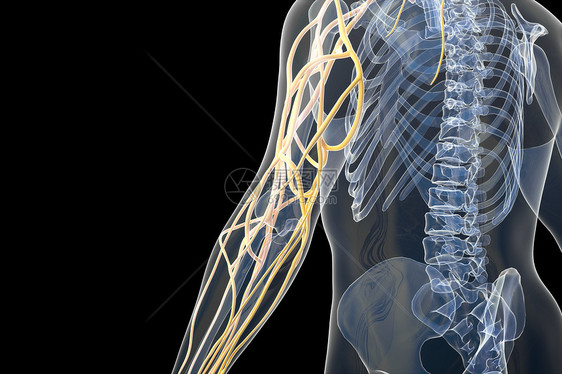 人体手臂血管图片