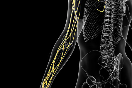 人体手神经结构图片