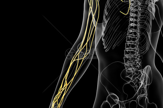 人体手神经结构图片