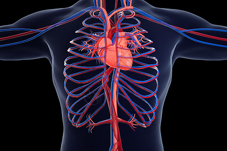 心血管系统人体心血管场景设计图片